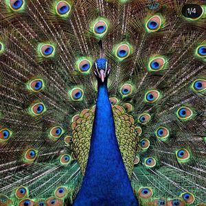 Meet your Posher, Khaled